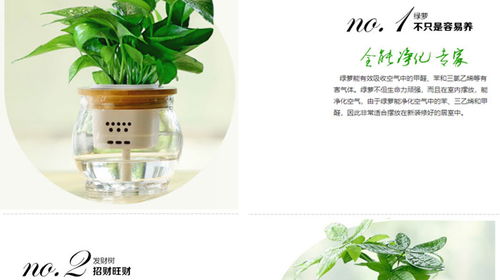 汉阳花卉 以专业劳务服务打造武汉市美化家园新标杆